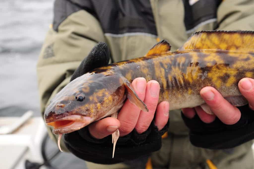 Burbot fishing