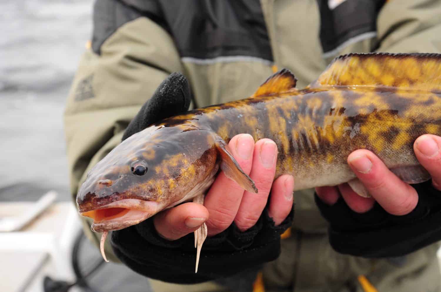 Burbot  fishing
