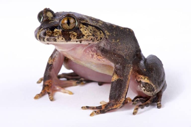 Hairy frog, Trichobatrachus robustus