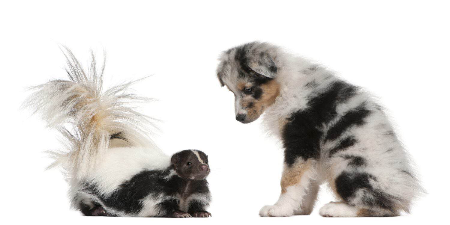Blue Merle Australian Shepherd puppy, 10 weeks old, looking at Striped Skunk, Mephitis Mephitis, 5 years old, sitting in front of white background