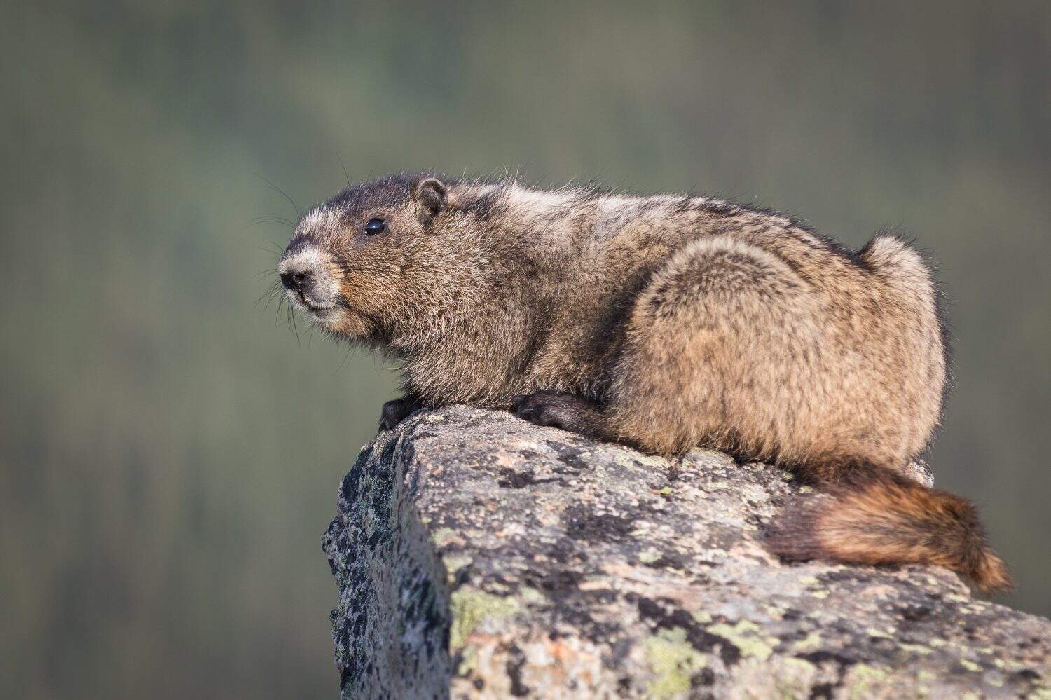 Olympic marmot sitting on rock in close up in Canada British Columbia