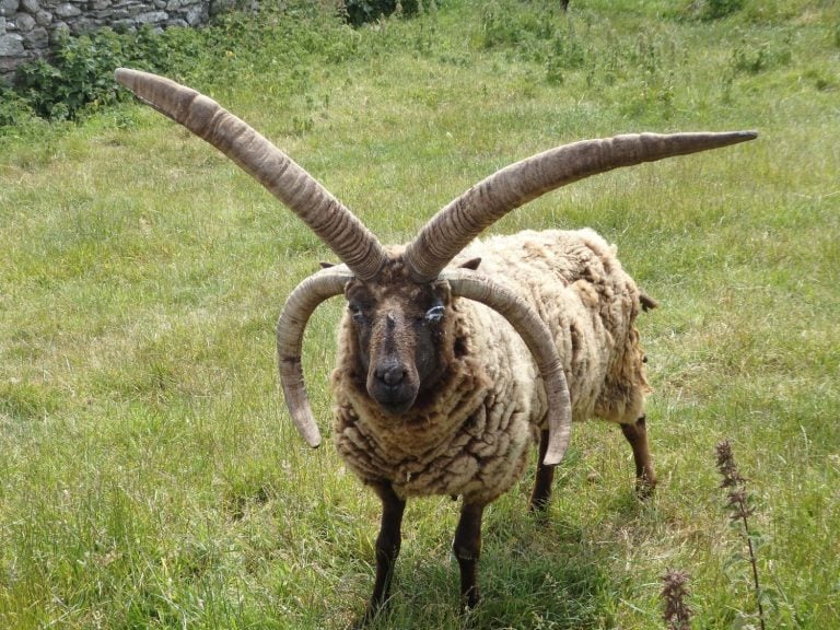 Manx Loaghtan goat on the Isle of Man