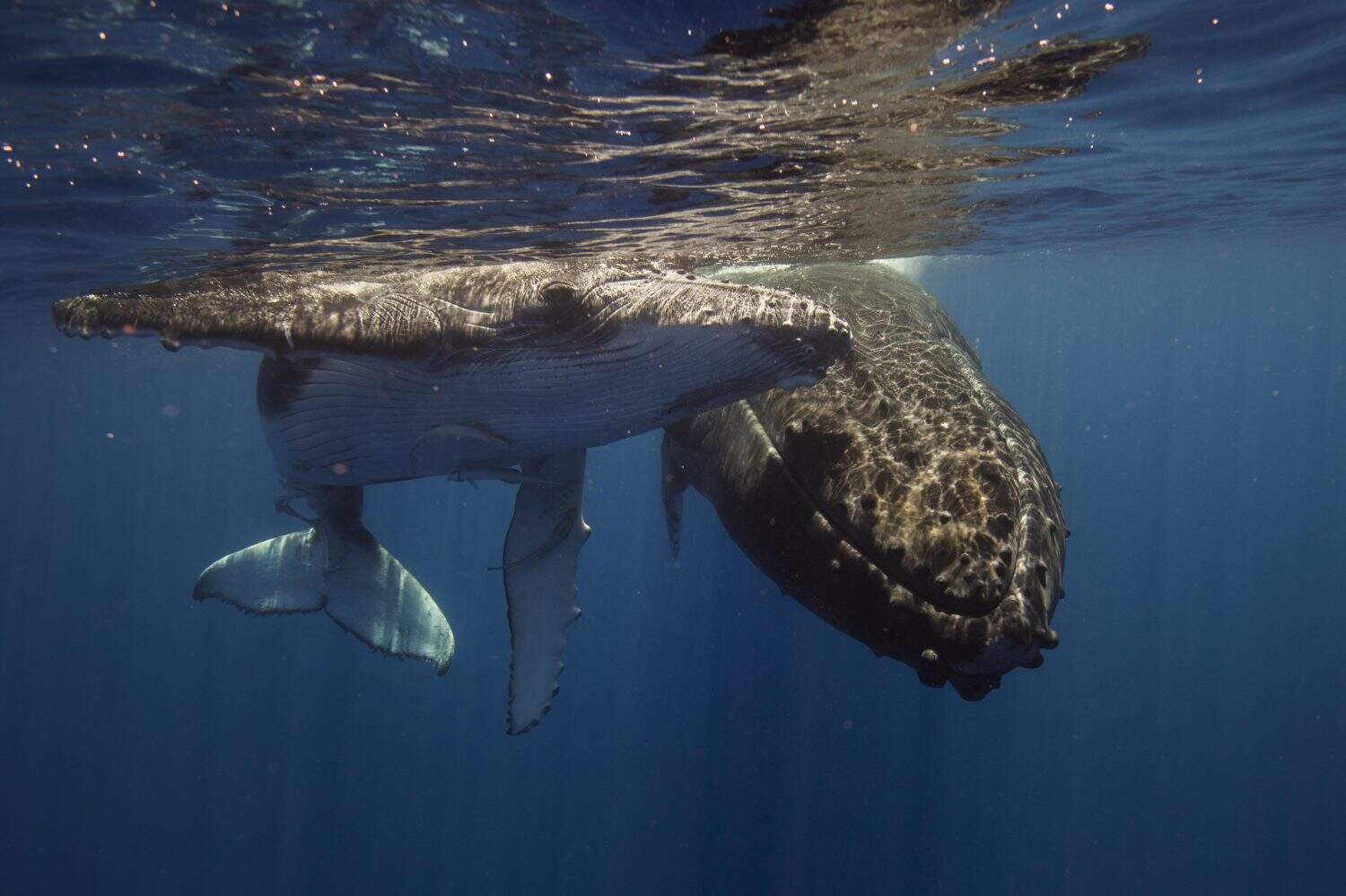 Humpback whales and calf underwater