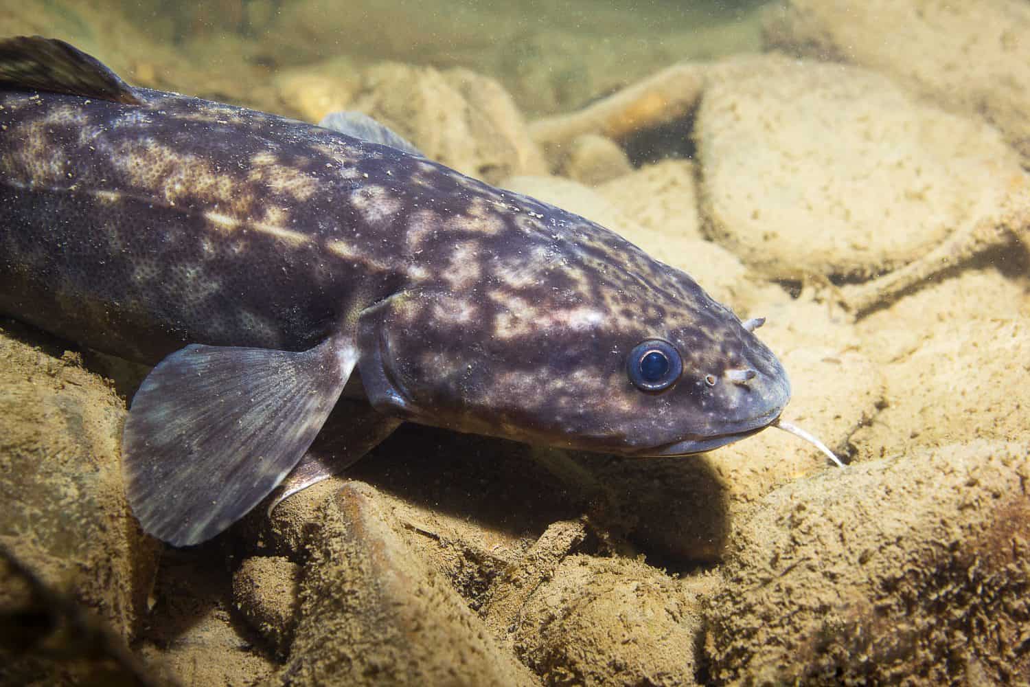 Burbot (Lota lota). Swimming freshwater fish Lota lota, underwater photography in the clear water. Live in the mountain creek. Beautiful river habitat. Wild life animal.Close up fish.