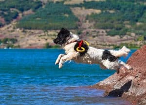 landseer water work rescue dog