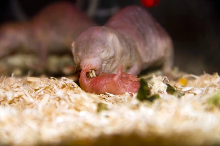 Naked mole rat (Heterocephalus glaber) parenting a newborn baby