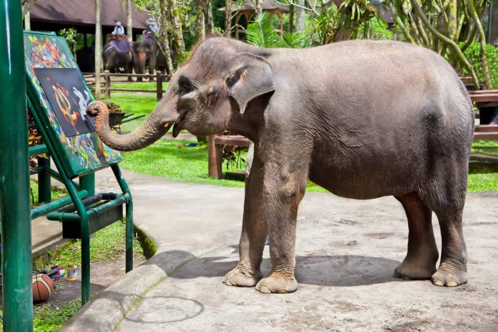 Artistic Elephant drawing a picture on elephants show, Bali, Indonesia