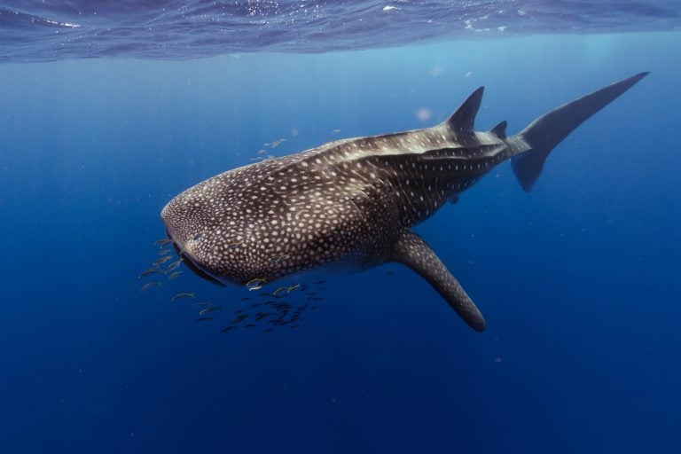 Whaleshark captured with a fish eye  lens, diving in the ocean of Ningaloo Reef, Western Australia