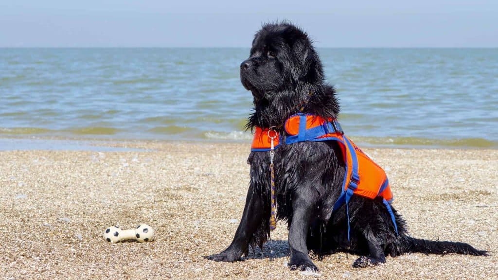Newfoundland dog in life vest