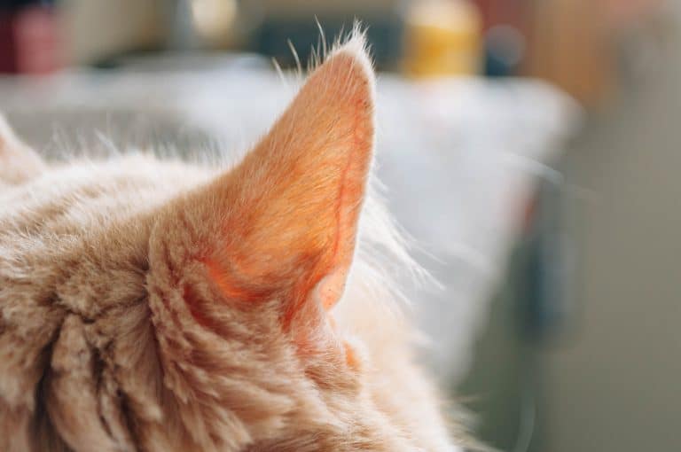 Ear of cat