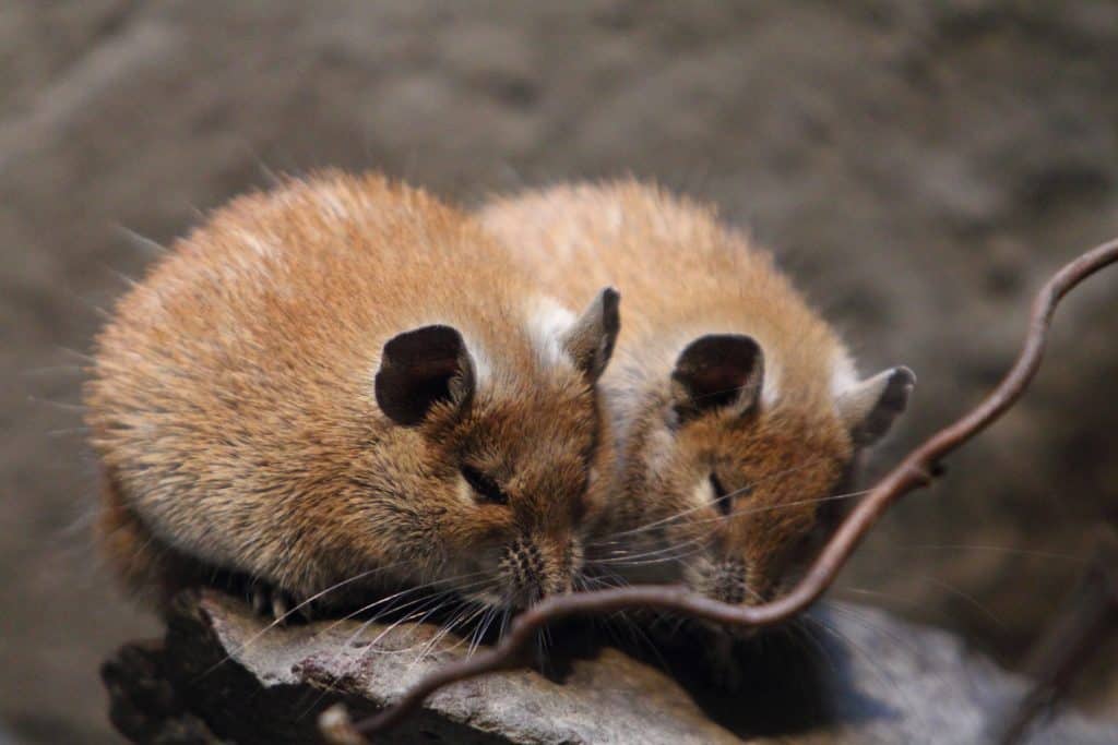 The golden spiny mouse (Acomys russatus) counts within the order Rodentia, family of real mice