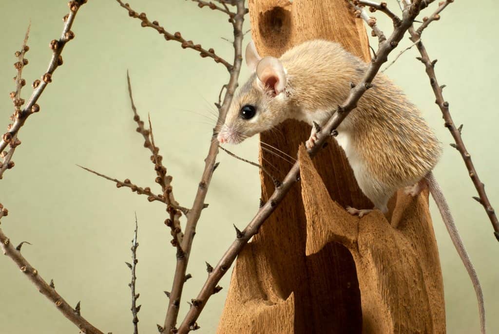 spiny mouse (acomys) climbs over the bizarre stump among the twigs