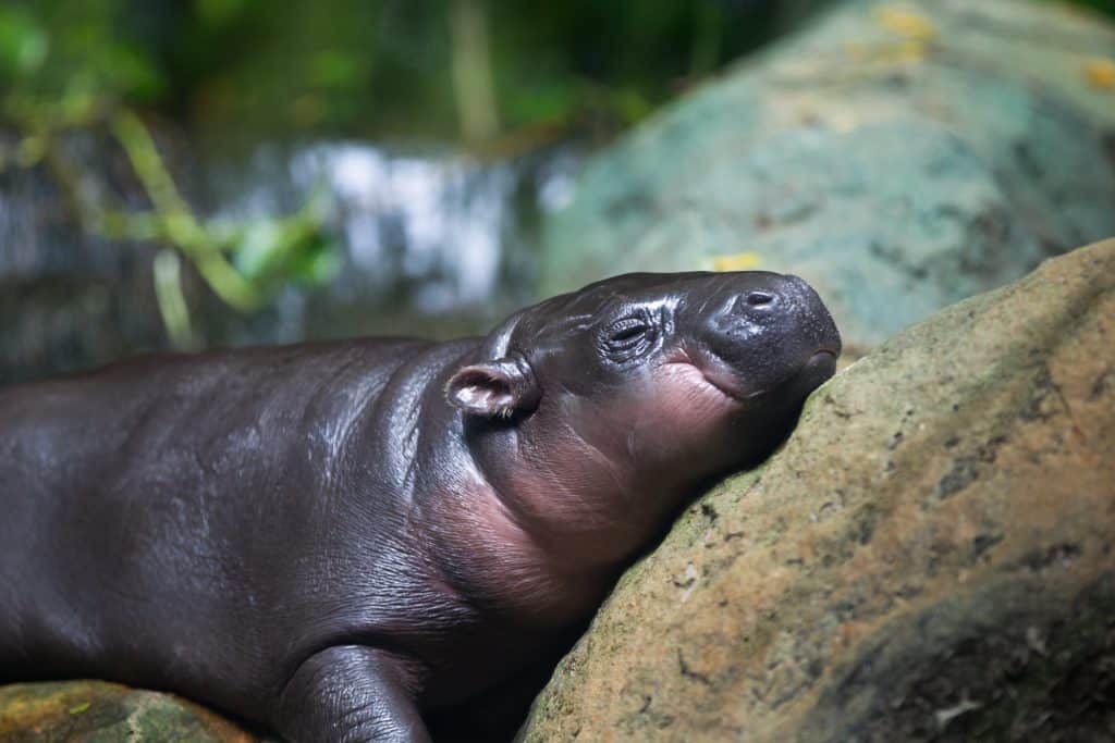 Baby pygmy hippo