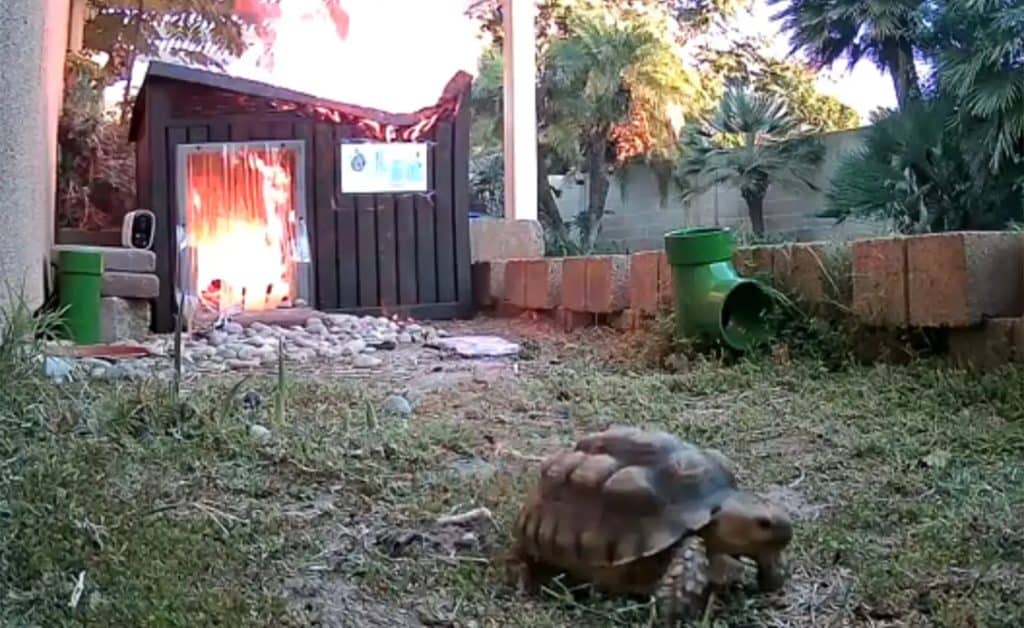 Leo the tortoise escapes her home as it goes up in flames