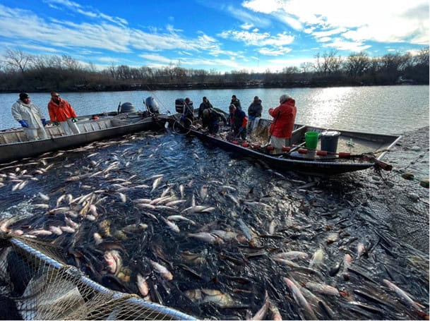 people in boats with a net strung between filled with big, silvery fish