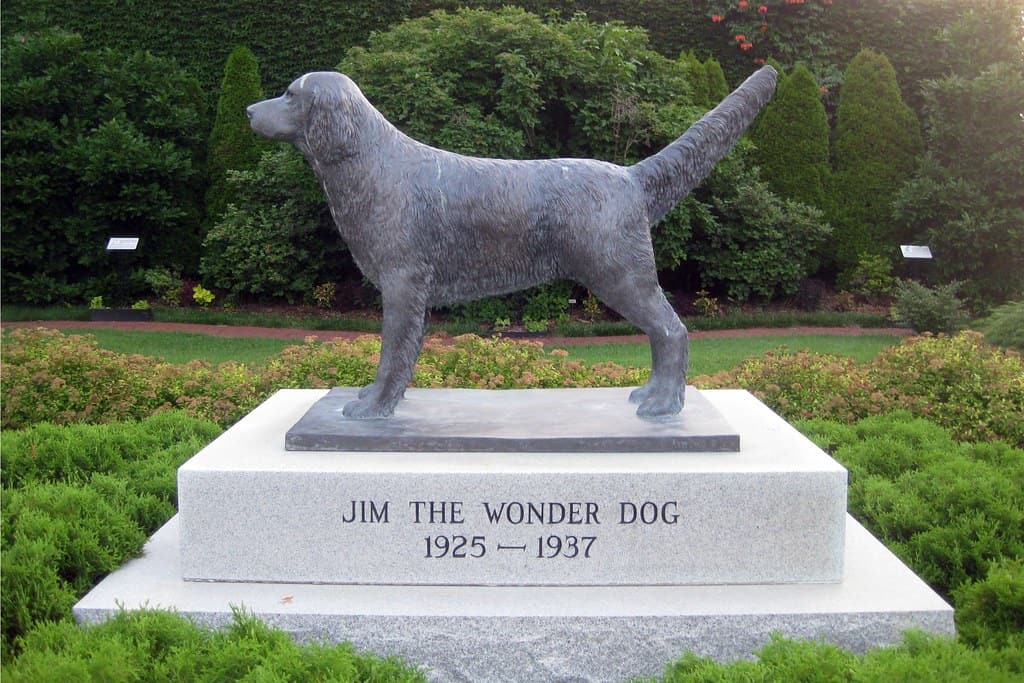 Jim the Wonder Dog!