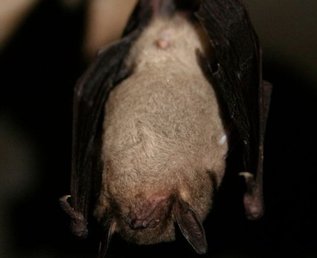 Gray bat hibernating