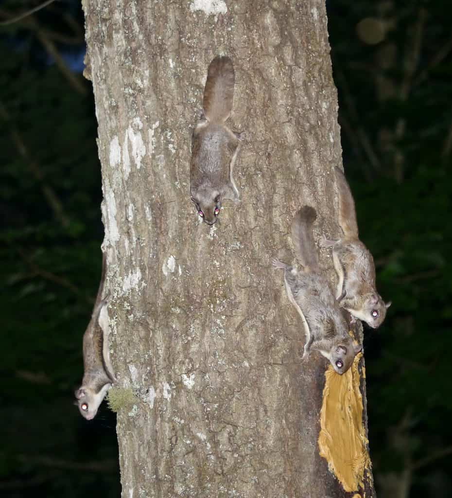 a bunch of squirrels facing downward on a tree at what looks to be nighttime