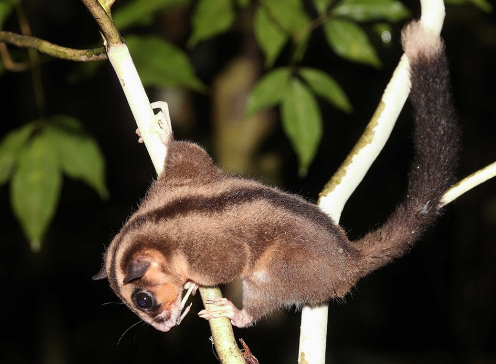 The female of the Arfak Striped Possum (Dactylonax/Dactylopsila kambuayai) in the Klalik Area of Vogelkop.