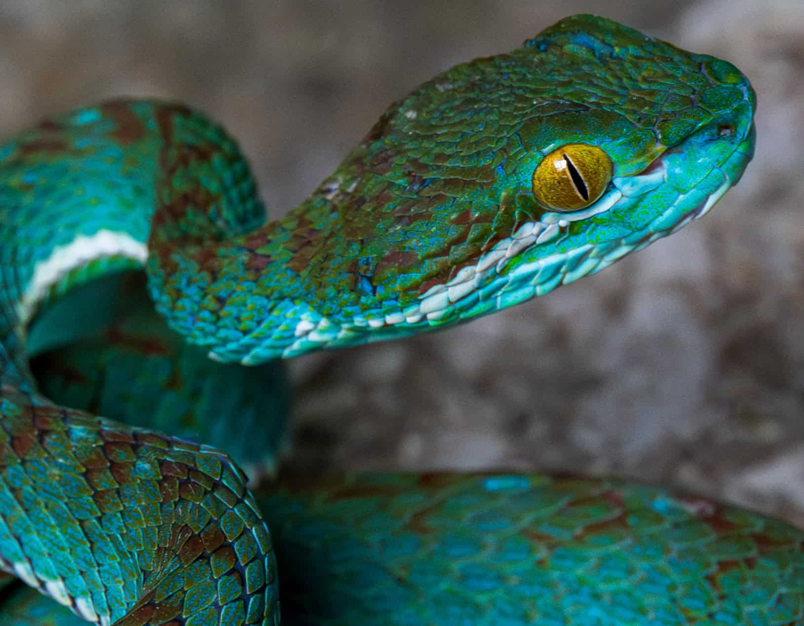 Meet Cambodia's Newest (and Bluest) Pit Viper - A-Z Animals