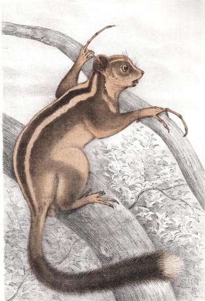 The original figure of the holotype of Dactylonax palpator (Milne-Edwards, 1888) published in M&eacute;moires publi&eacute;s par la Soci&eacute;t&eacute; Philomathique &agrave; l&rsquo;occasion du Centenaire de sa Fondation 1788&ndash;1888.