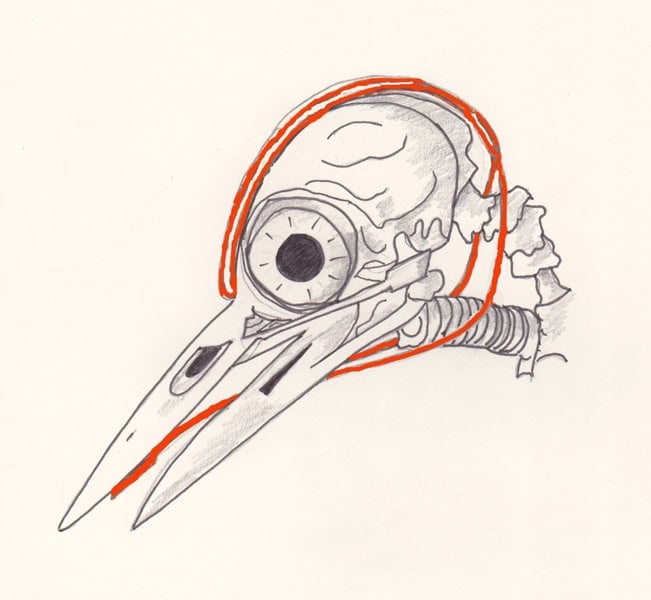 English: Great spotted woodpecker Dendrocopos major skull based on (2011). "Why Do Woodpeckers Resist Head Impact Injury: A Biomechanical Investigation". PLoS ONE 6 (10): e26490. DOI:10.1371/journal.pone.0026490. and (2012) The Unfeathered Bird, Princeton: Princeton University Press, pp. 74–79 ISBN: 978-0-691-15134-2. </ref><ref name= newgen>(1987) New Generation Guide to the Birds of Britain and Europe, Category:Austin: University of Texas Press, p. 16 ISBN: 978-0-292-75532-1.