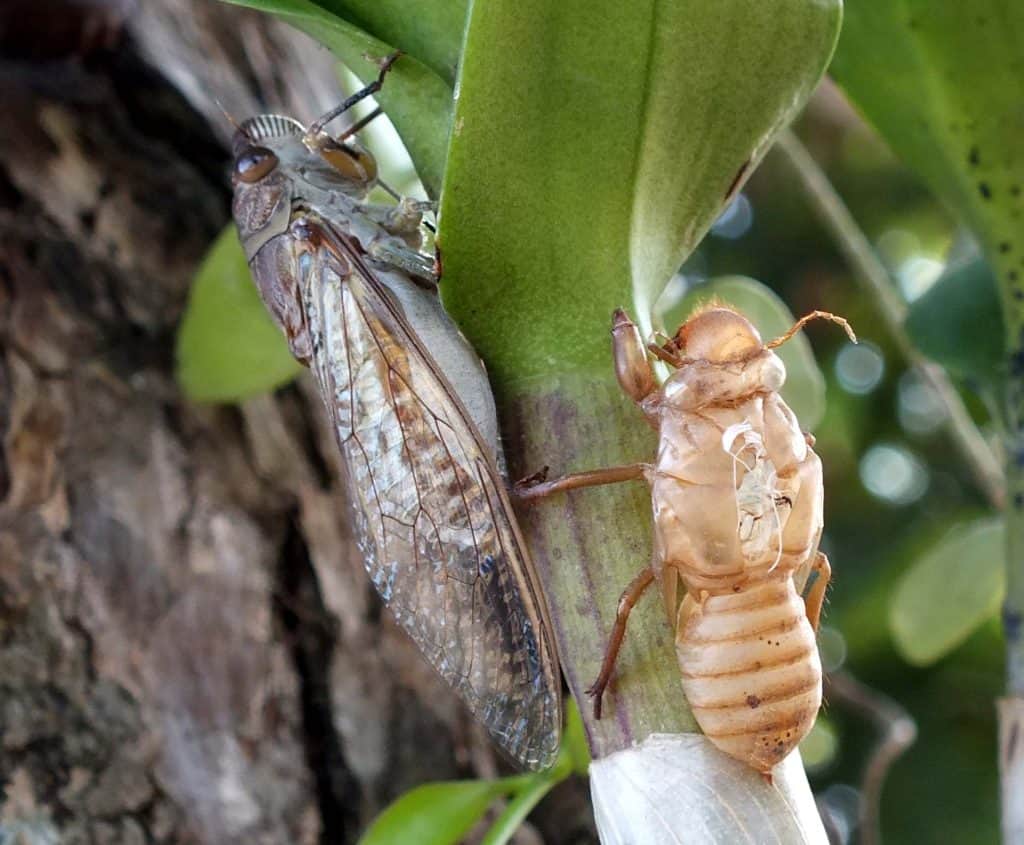 Cicada exoskeleton