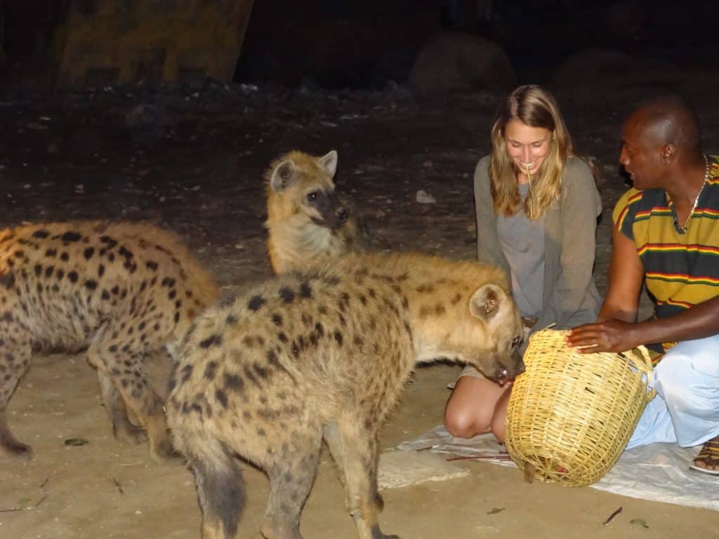 Spotted hyena being fed in Harar