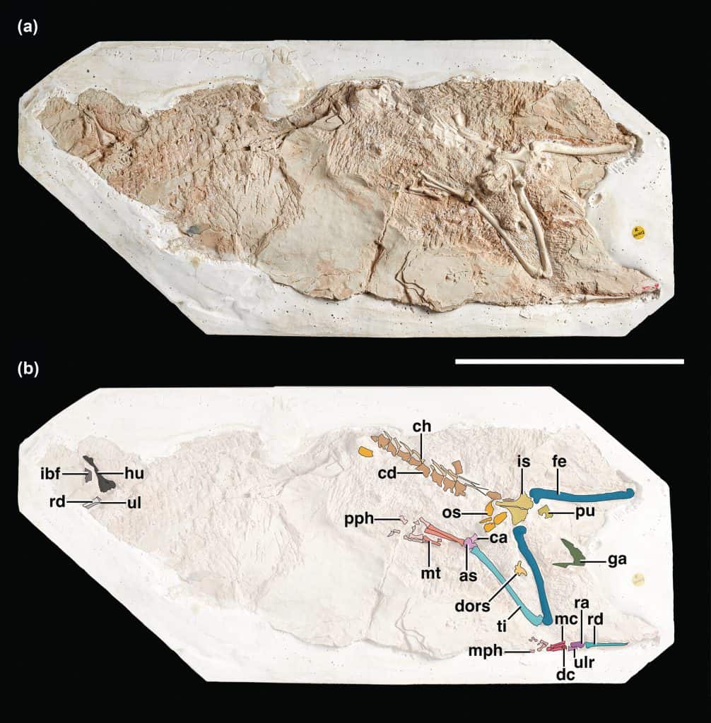 Hindlimb and osteoderm material of Galahadosuchus jonesi, scalebar = 100 mm