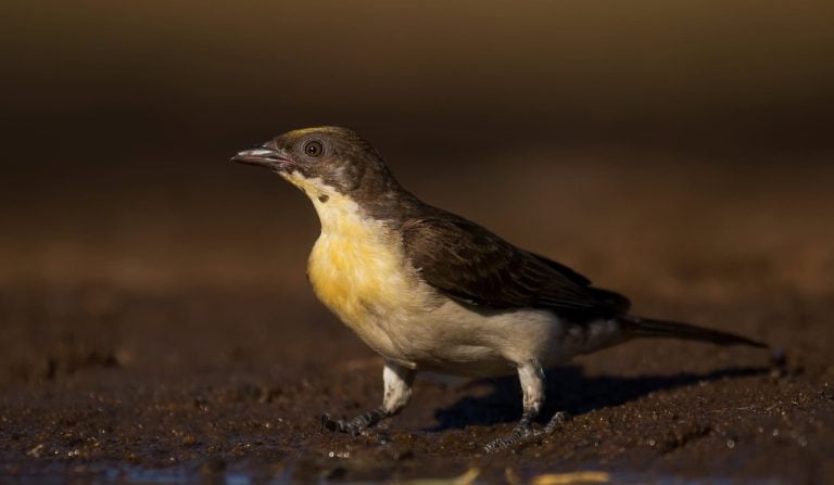 Michael Heyns, CC BY-SA 4.0, via Wikimedia Commons