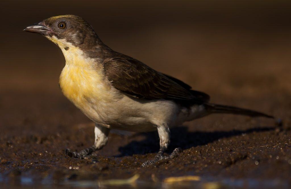 Female greater honeyguide (Indicator indicator), South Africa