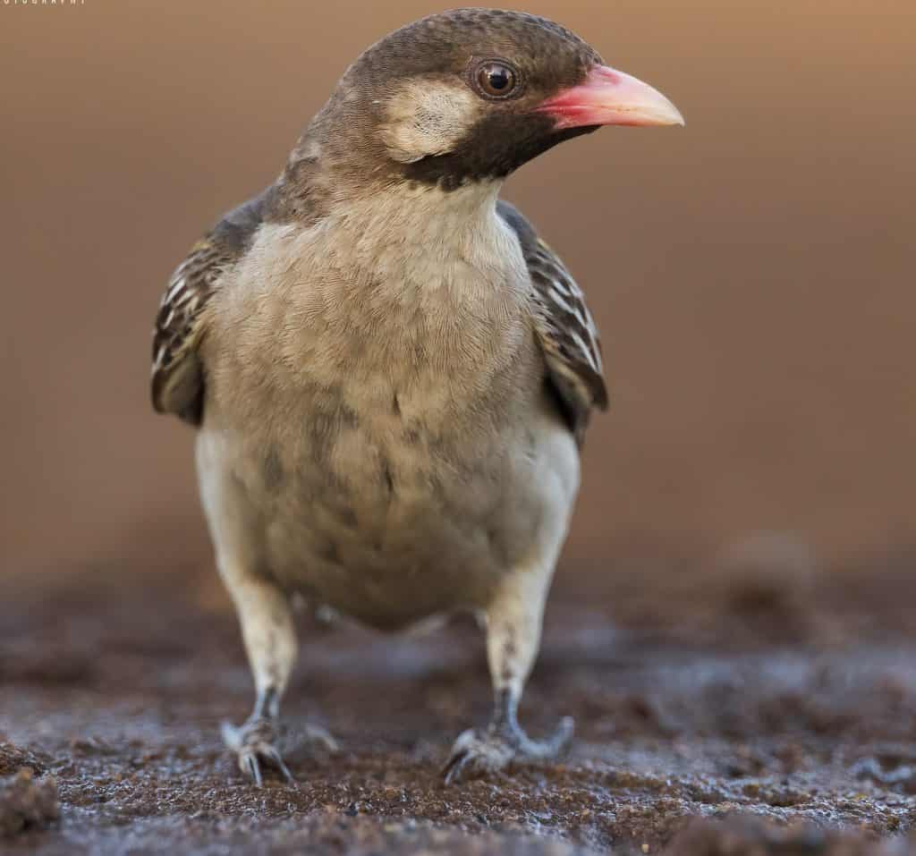 Male greater honeyguide (Indicator indicator), South Africa