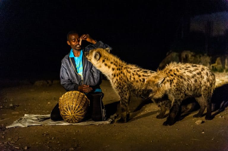 The Hyena Man in Harar, Ethiopia in 2014.