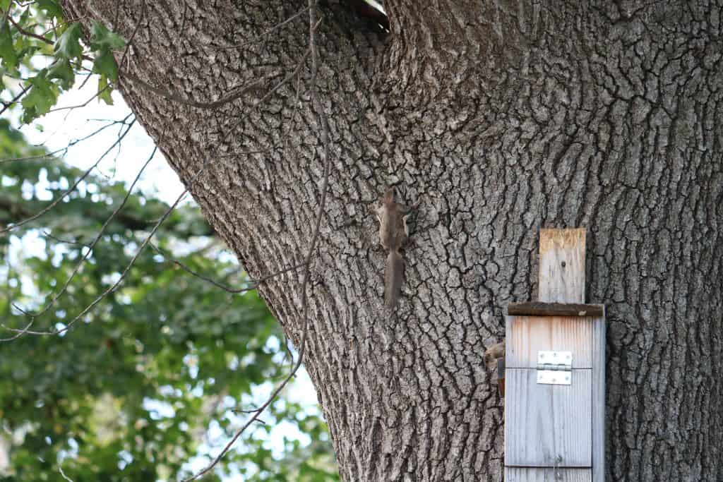 Wooden box attached to a tree with a small squirrel to the left, clinging on the bark