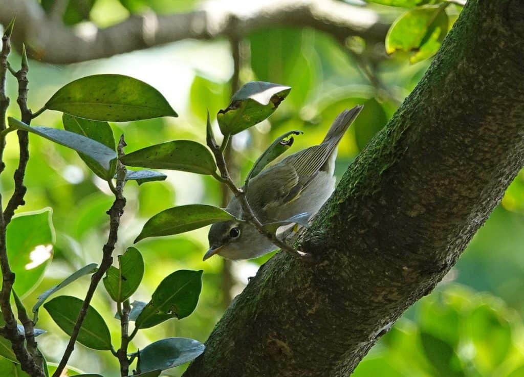 's_leaf_warbler（Phylloscopus_ijimae）イイジマムシクイ2 (1)