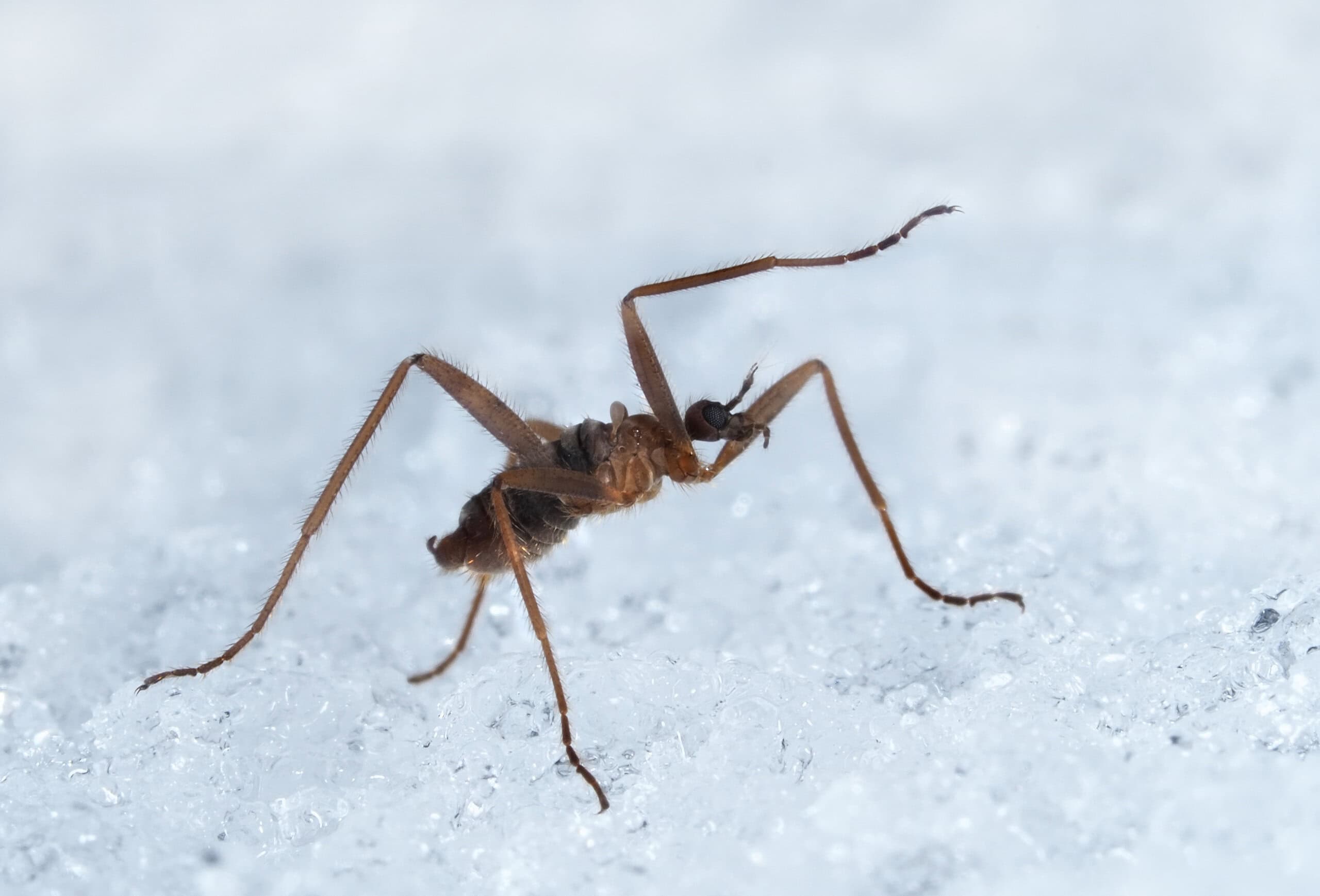 How Snow Flies Survive Subzero Cold with Special Antifreeze Proteins