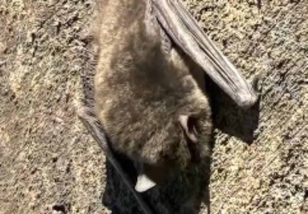 Gray bat returning to the bridge on I-40 in North Carolina