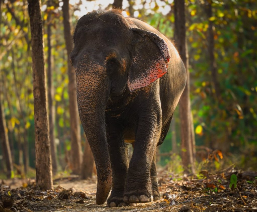 Elephant walking in the elephant habitat at Vantara
