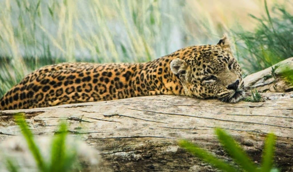 Cheetah at Vantara animal sanctuary