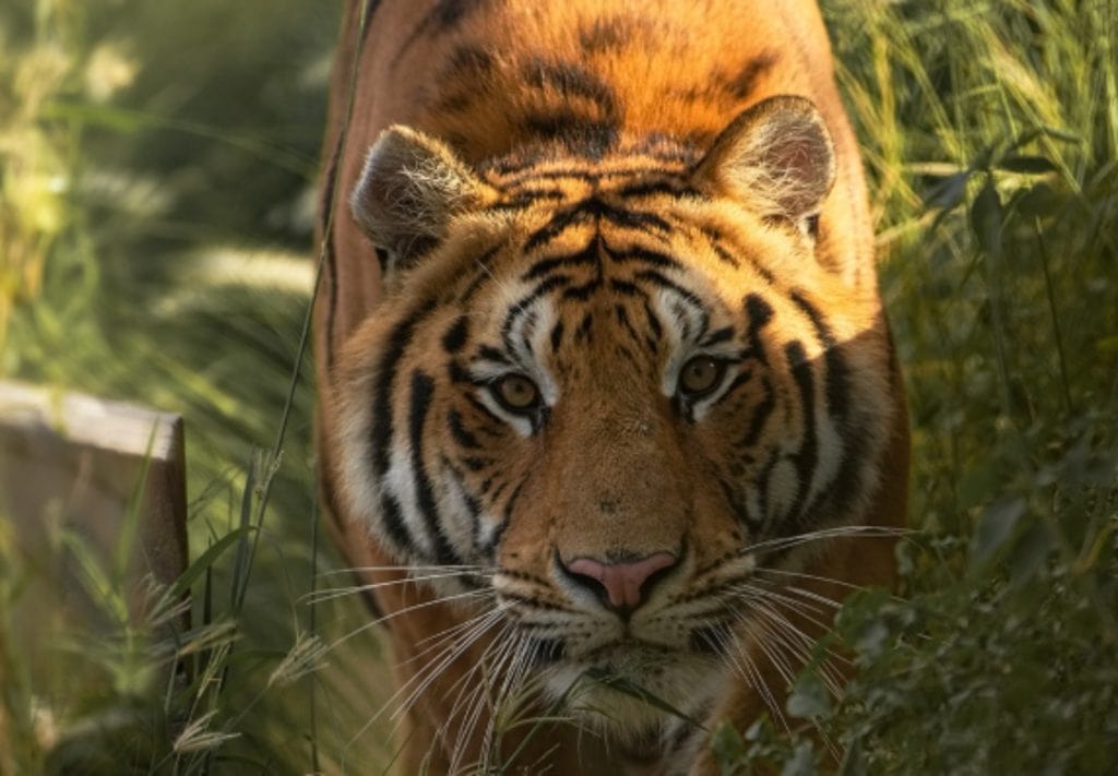 Tiger in the tiger habitat at Vantara