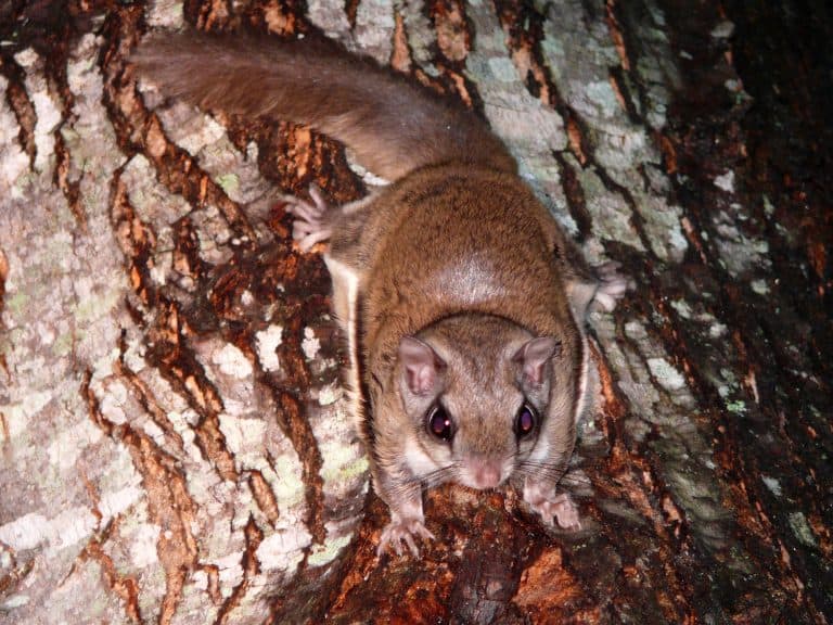 reddish-brown squirrely creature facing downward on a tree trunk