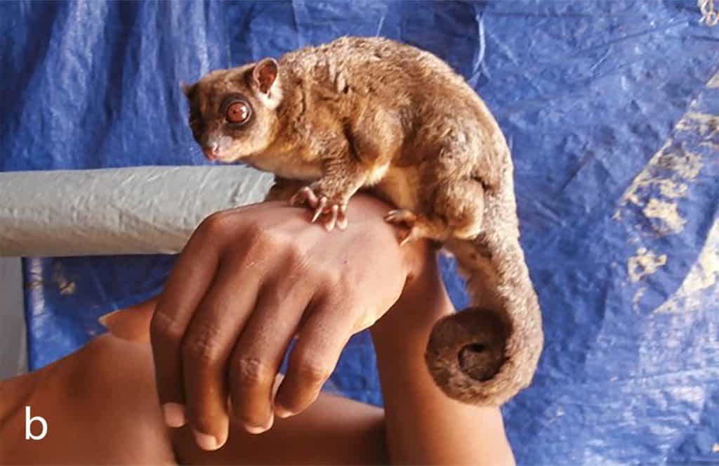 A subadult individual of Tous sp., photographed in 2015 in South Sorong area, Vogelkop Peninsula.