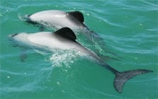Maui dolphins
