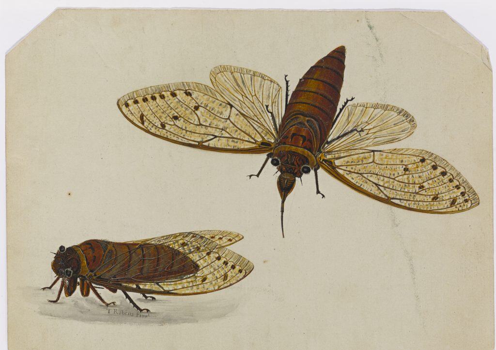 Cicada