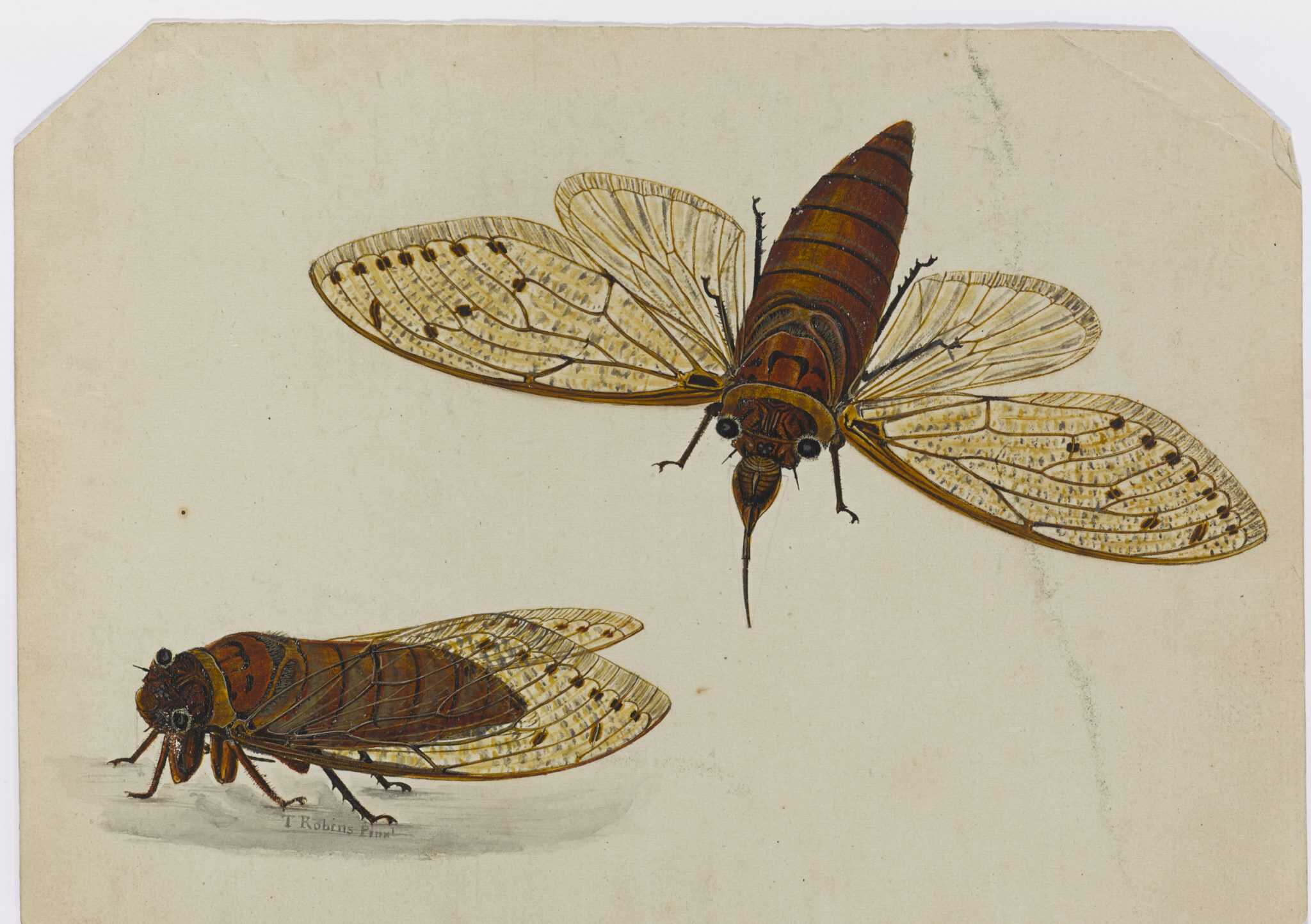 Early Risers: Why You Might Hear the 17-Year Cicadas Four Years Early ...