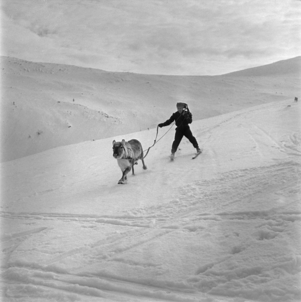 A rindeer pulls a man on skis on a mountain area in &Auml;k&auml;slompolo, Kolari, Finnish Lapland, in winter 1954.