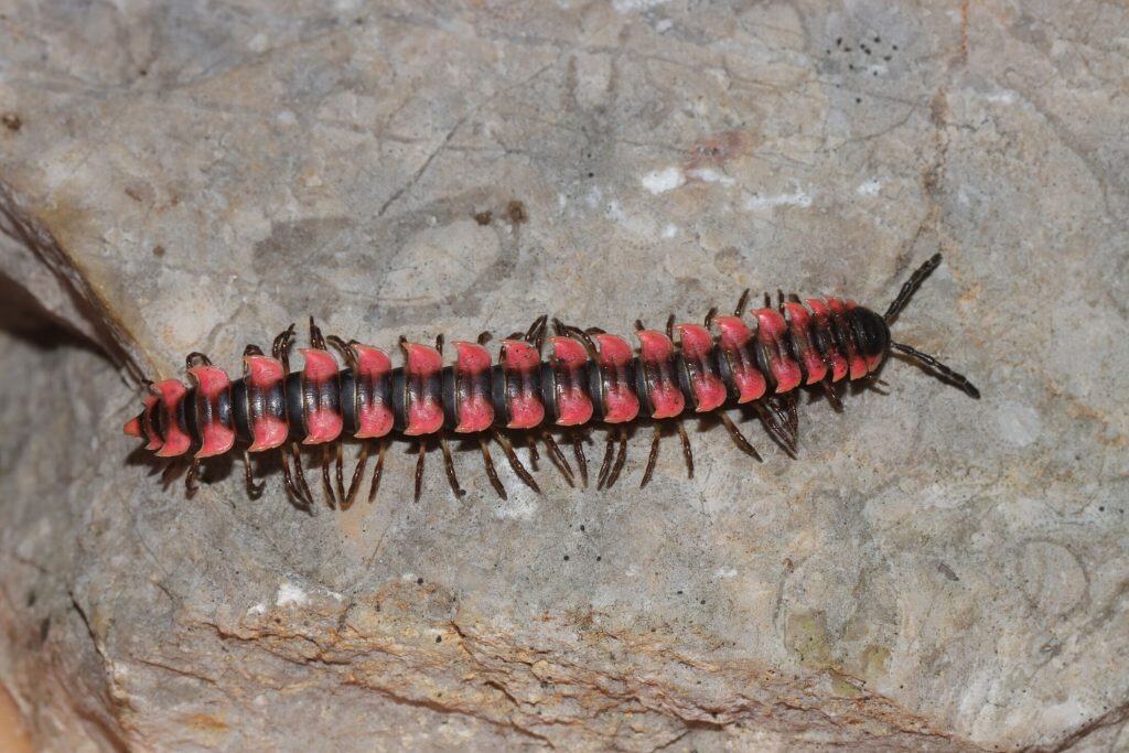 Orthomorpha efefai