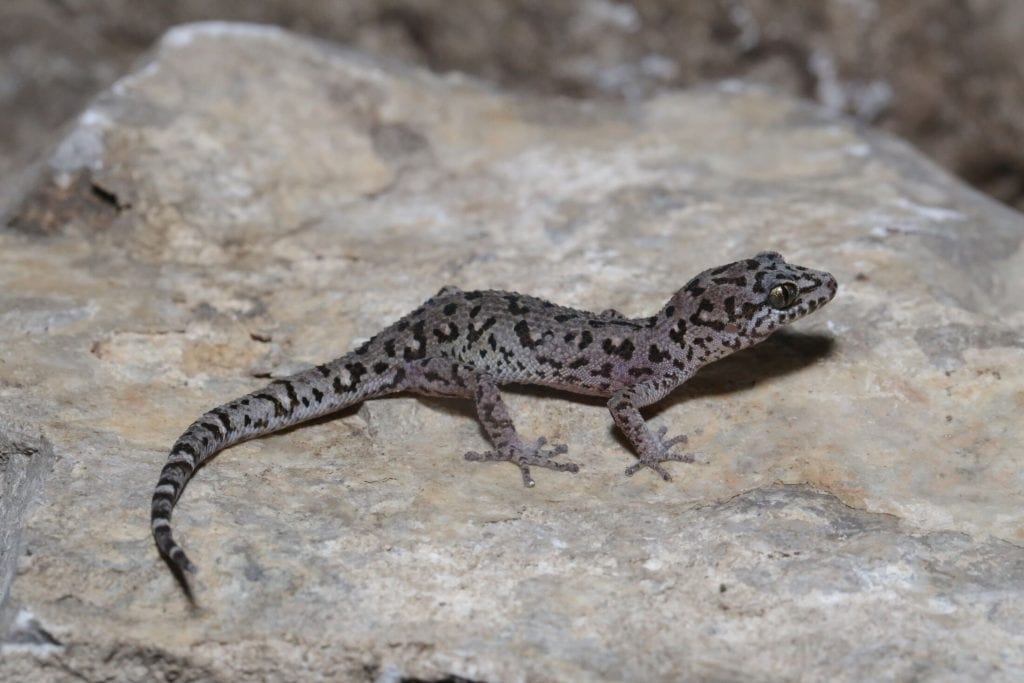 the Battambang leaf-toed gecko &ndash;Dixonius noctivagus 
