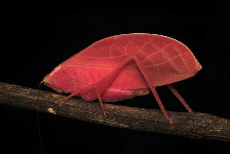 Intense hot pink morph of an adult female Arota festae. Photographed at 23:32 on 27 March 2025 on Barro Colorado Island, Panama, using a Sony A7CR camera with a LAOWA 90 mm f/2.8 lens and a Godox Speedlite TT350 flash. The final image was produced by focus stacking 4 photographs in Adobe Photoshop, with brightness increased for clarity while leaving saturation and hue unaltered.