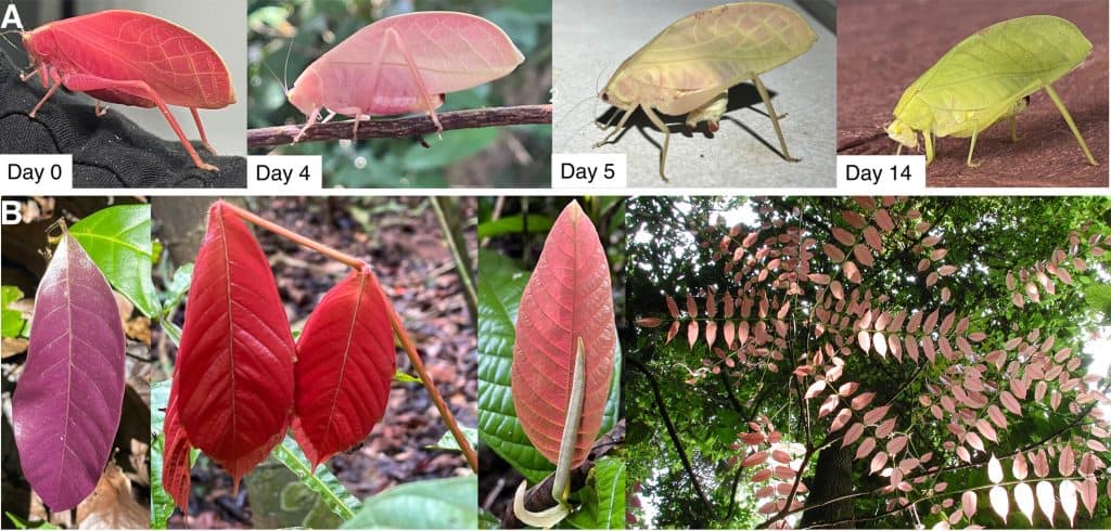 Pink-to-green color change in Arota festae (Griffini, 1896) and resemblance to pink leaves in delayed plant greening. (A) Photographs of the same A. festae individual at days 0, 4, 5, and 14 following initial discovery at 23:12 on 27 March 2025 on BCI, Panama. All photographs in (A) were taken by Benito Wainwright. (B) Photographs of local plant species displaying delayed greening (from left to right: Paullinia bracteosa, Coccoloba manzinellensis, Inga ruziana, and Andira inermis). From the left, the first, second, and third photographs in (B) were taken by J. Benito Wainwright, and the fourth photograph (on the far right in B) was taken by Phyllis Coley.